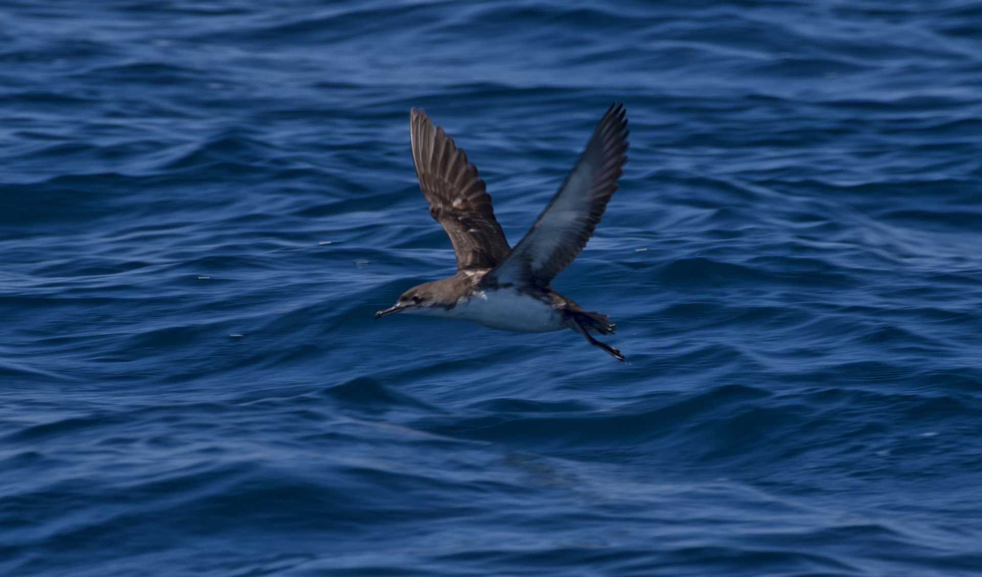 Nasce la nuova associazione Sotto al mare